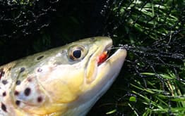 pricing and packages